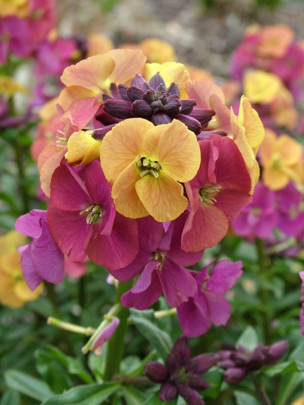 3 Erysimum Paint Box PW2R close