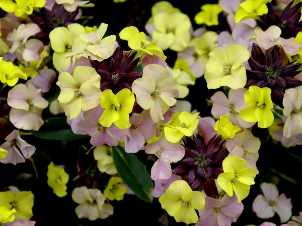 Erysimum 'Early Sunrise'
