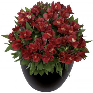Alstroemeria Inticancha 'Doba'