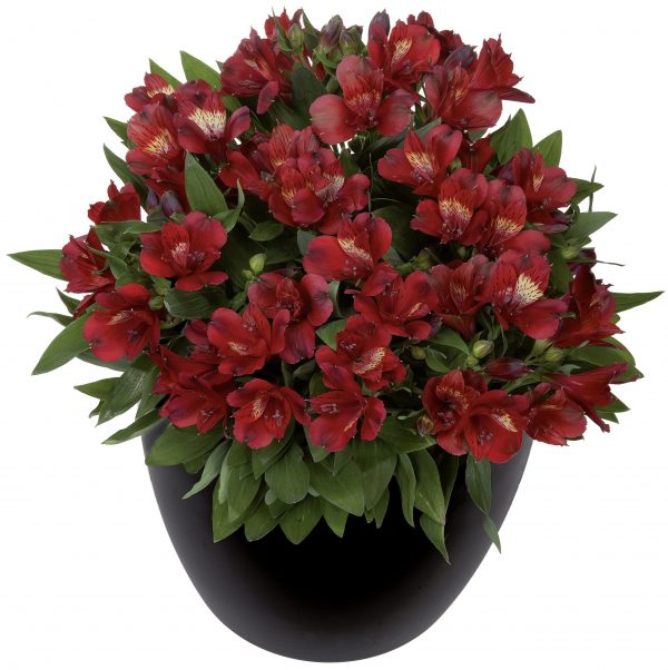 ALS_Inticancha_Doba_402010 Alstroemeria Inticancha 'Doba'