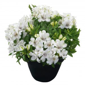 Alstroemeria Inticancha 'White Magic'