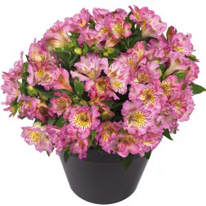 Alstroemeria Inticancha 'Sunday'