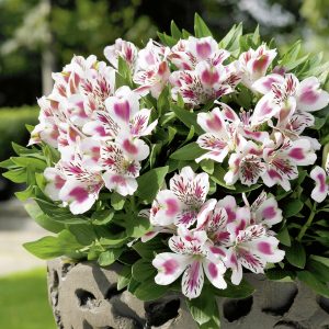 Alstroemeria Inticancha 'White Pink Blush'