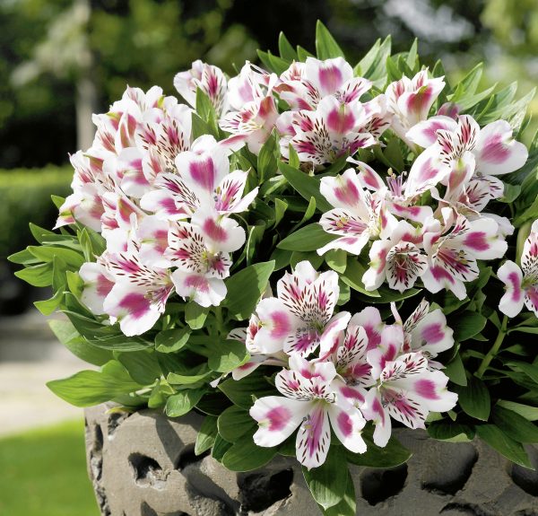 Alstroemeria Inticancha 'White Pink Blush'