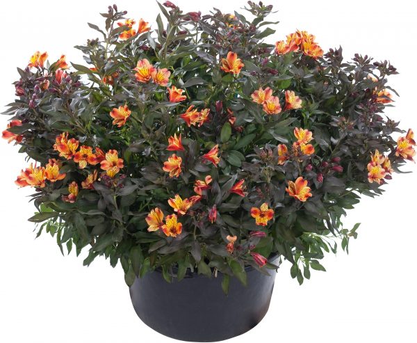 ALS_SummerParadise_IndianSummer_402075 Alstroemeria Summer Paradise Collection 'Indian Summer'
