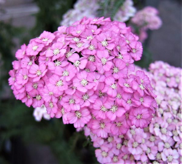 Achillea millefolium Apple Blossom WEB Achillea millefolium 'Apple Blossom'