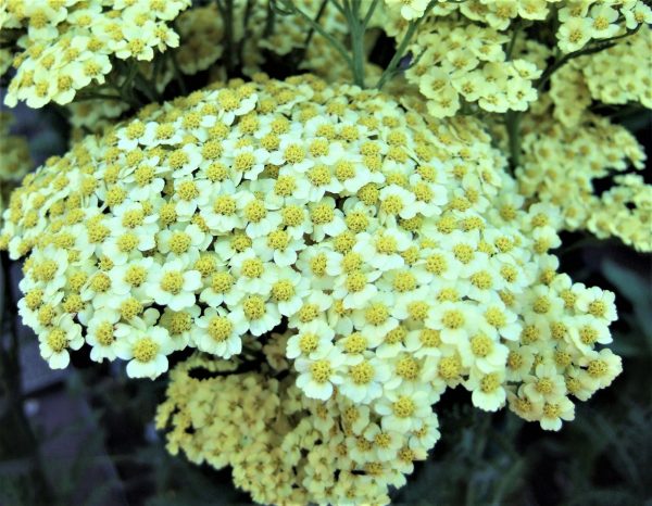 Achillea millefolium Sunny Seduction WEB Achillea millefolium 'Sunny Seduction'
