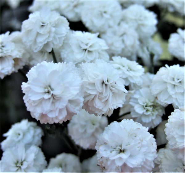 Achillea ptarmica Peter Cottontail WEB Achillea ptarmica 'Peter Cottontail'