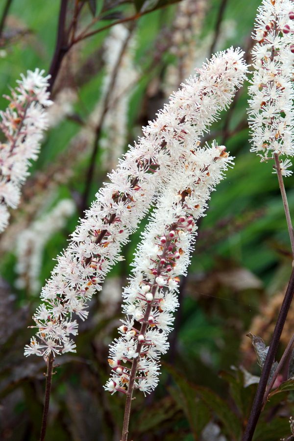 Actaea Black Negligee cu Actaea simplex 'Black Negligee' is a stunning perennial with amazing foliage and striking white flower spikes
