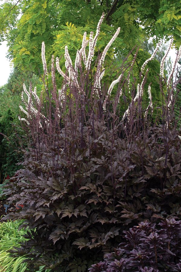 Actaea Black Negligee fp Actaea simplex 'Black Negligee''