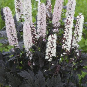 Actaea simplex 'Chocoholic'