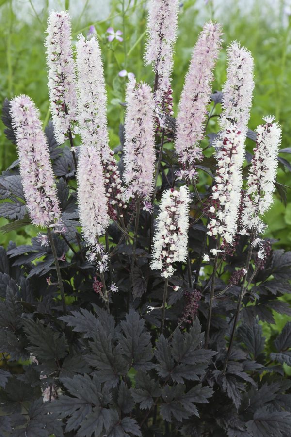 Actaea Chocoholic cu1 Actaea simplex 'Chocoholic'