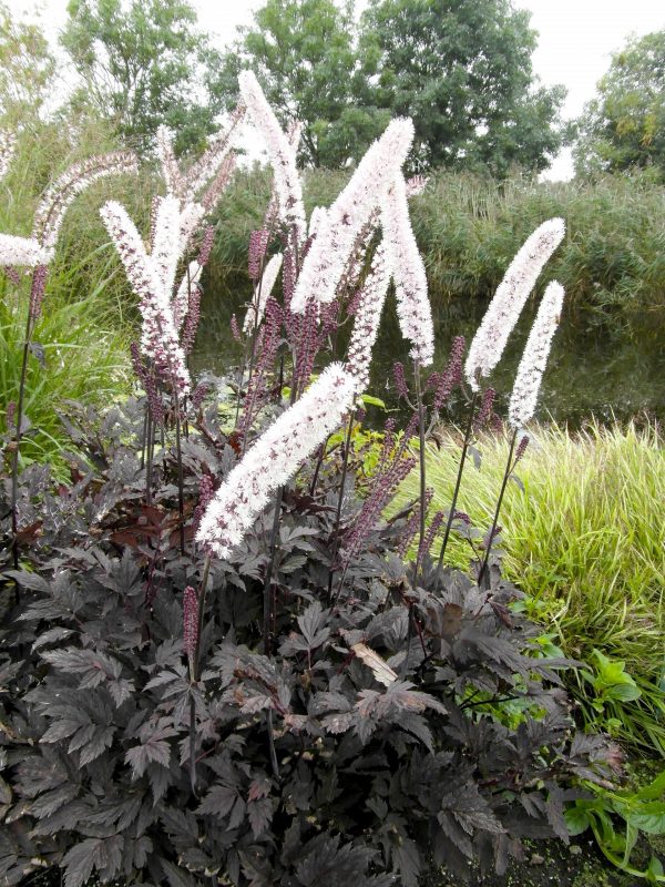 Actaea Chocoholic fp Actaea simplex 'Chocoholic'