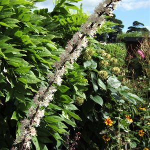 Actaea simplex 'Brunette'