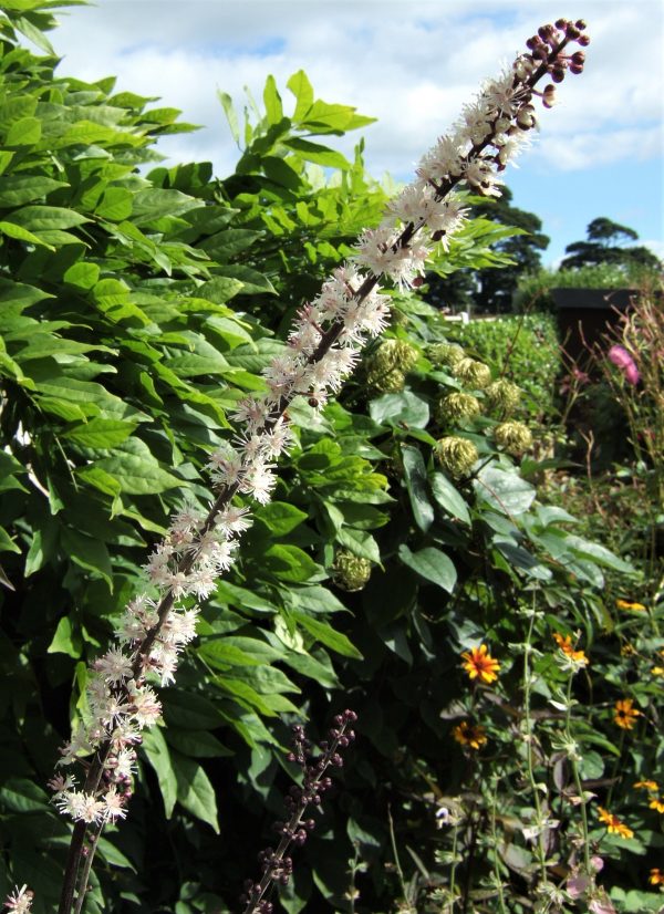 Actaea simplex Brunette WEB Actaea simplex 'Brunette'