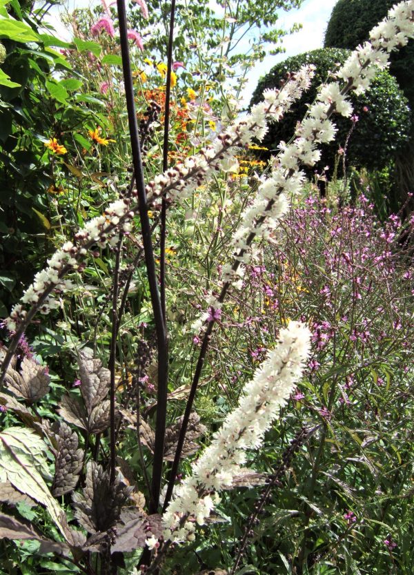 Actaea simplex Brunette2 WEB Actaea simplex 'Brunette'