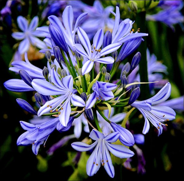 Agapanthus Charlotte close 2 (57 of 143) Agapanthus 'Charlotte'