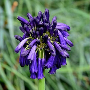 Agapanthus 'Graskop'