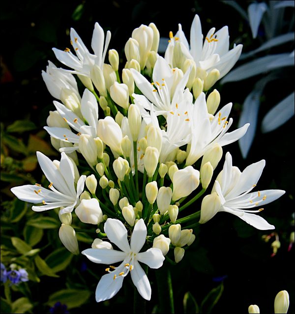 Agapanthus 'Patricia' is an amazing perennial