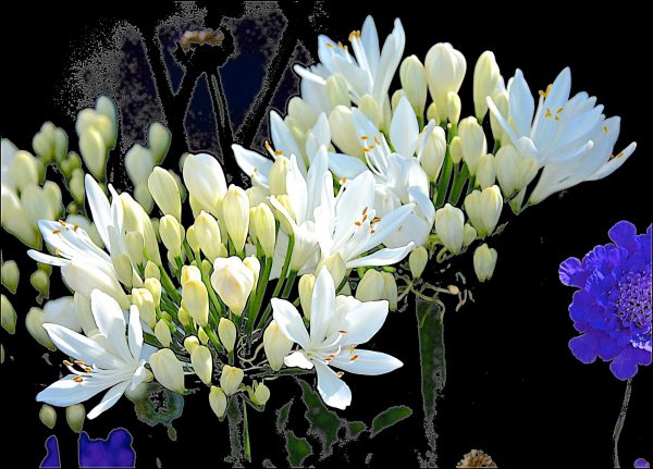 Agapanthus ‘Patricia’