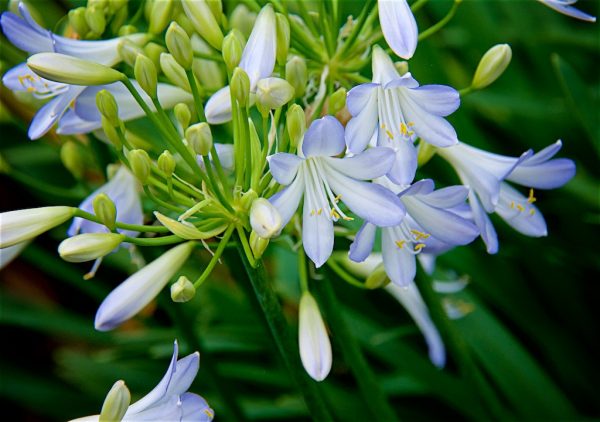 Agapanthus Silver Baby close Agapanthus 'Silver Baby'