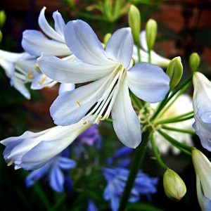 Agapanthus 'Silver Baby'