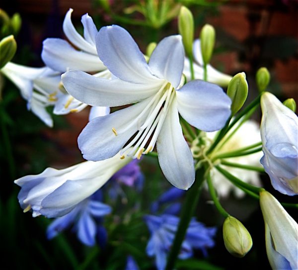 Agapanthus Silver Baby close up Agapanthus 'Silver Baby'