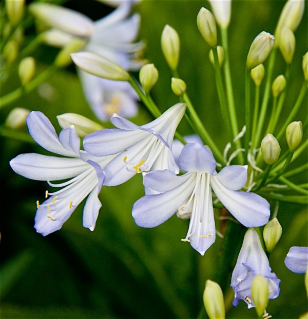 Agapanthus Silver Baby flowers close Agapanthus 'Silver Baby'