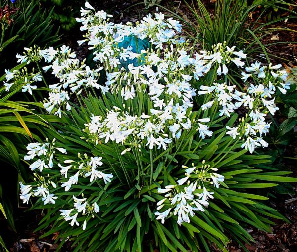 Agapanthus Silver Baby garden shot Agapanthus 'Silver Baby'