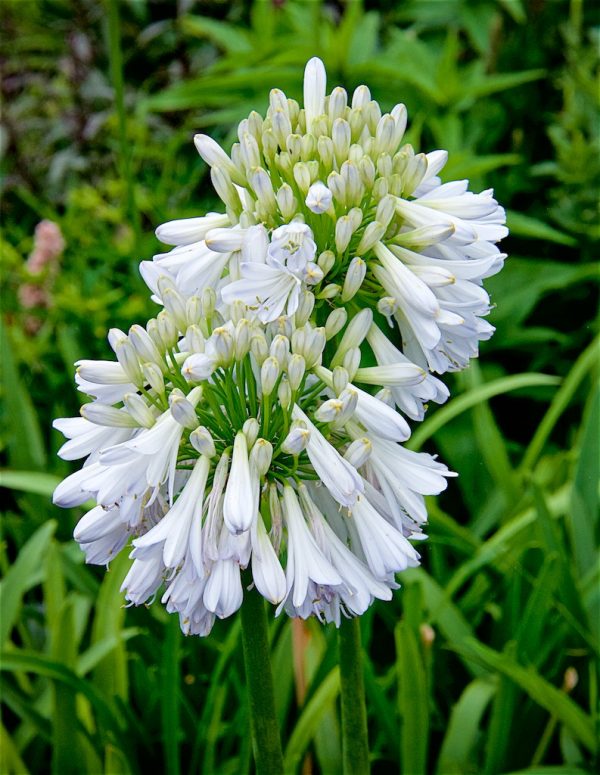 Agapanthus Silver Lining close Agapanthus 'Silver Lining'