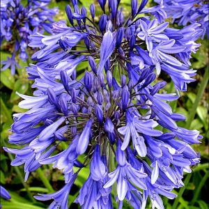 Agapanthus 'Stardust'