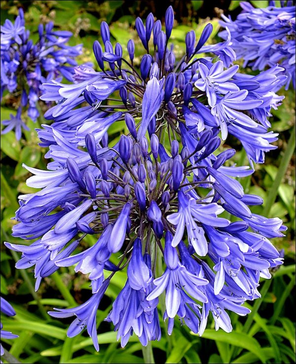 Agapanthus 'Stardust'