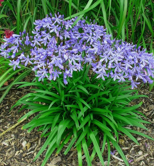 Agapanthus Star Gazer (code Delft Blue) best med height group shot Agapanthus ‘Stargazer’