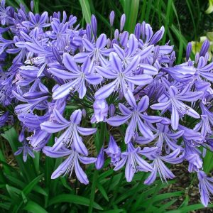 Agapanthus 'Stargazer'