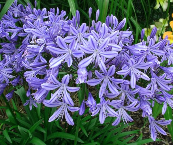 Agapanthus Star Gazer med height flower group Agapanthus 'Stargazer'
