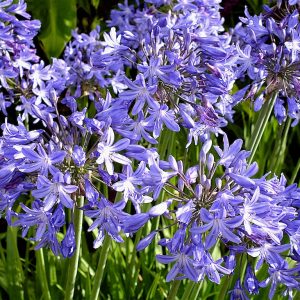 Agapanthus 'Star Quality'