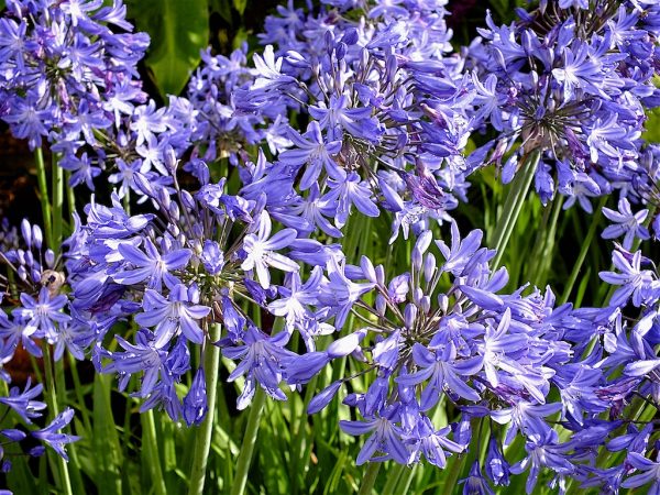 Agapanthus Star Quality flowers close Agapanthus 'Star Quality'