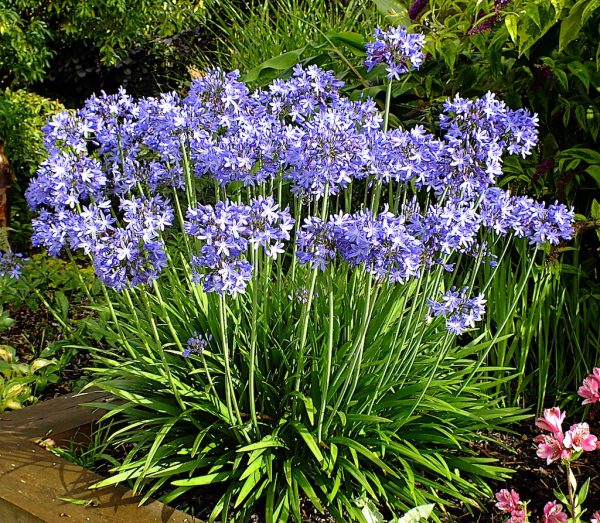Agapanthus Star Quality garden shot Agapanthus 'Star Quality'