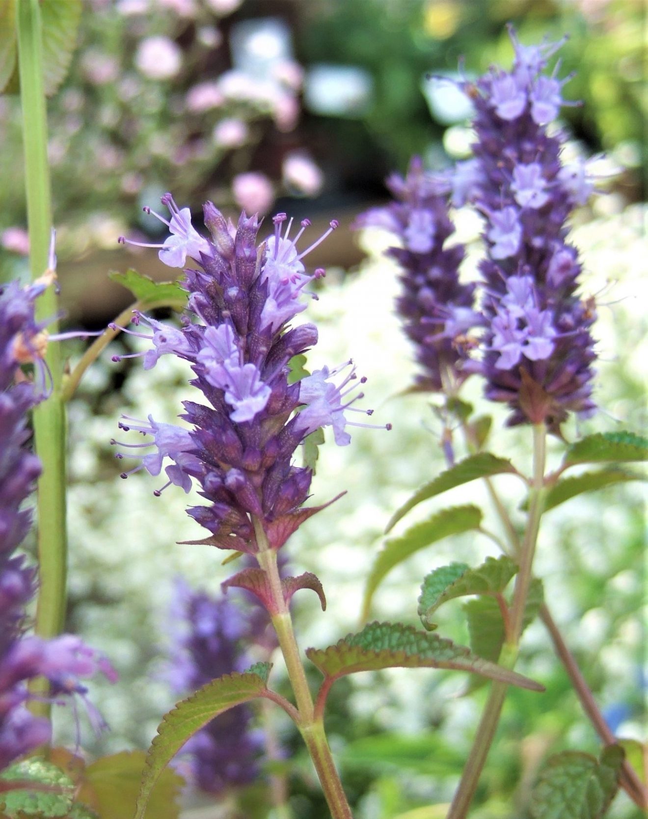 Agastache 'Black Adder' | Proctors Nursery