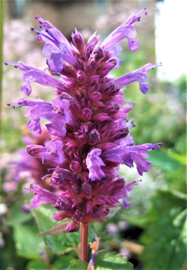 Agastache 'Blue Boa'