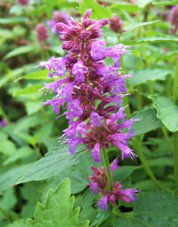 Agastache 'Blue Boa' Well Established Agastache Proctors Nursery