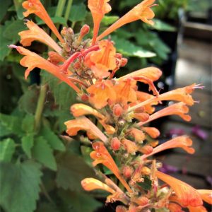 Agastache 'Kudos Mandarin'