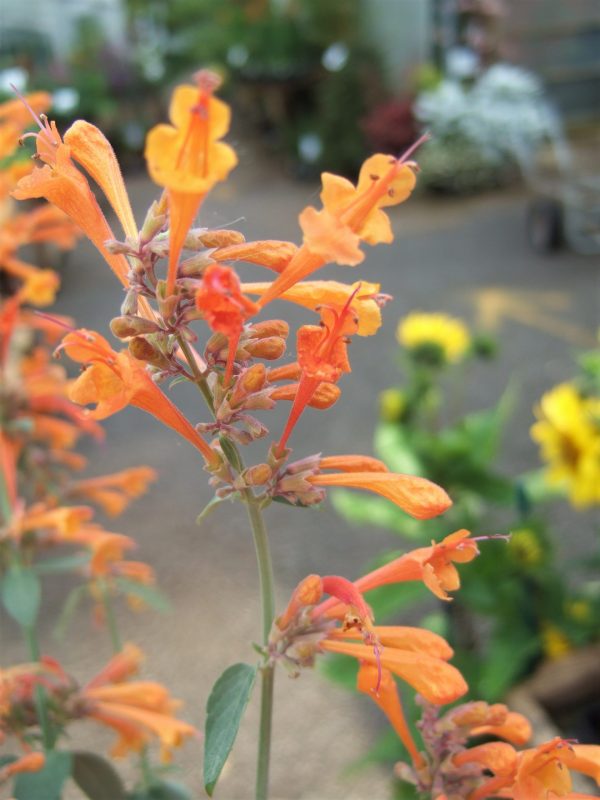 Agastache aurantiaca 'Apricot Sprite'