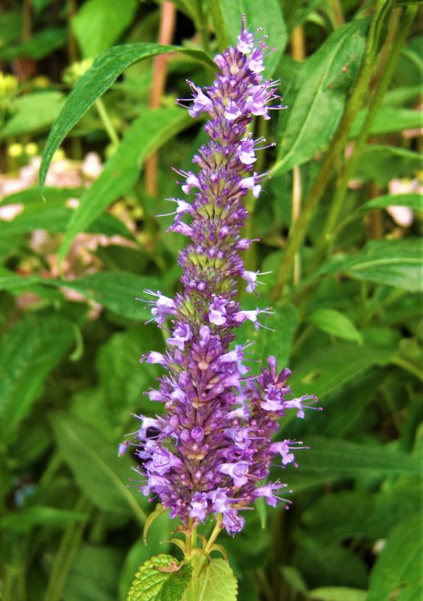 Agastache rugosa 'Little Adder' | Shop Agastache Today | Proctors Nursery