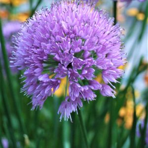 Allium hollandicum 'Millennium'
