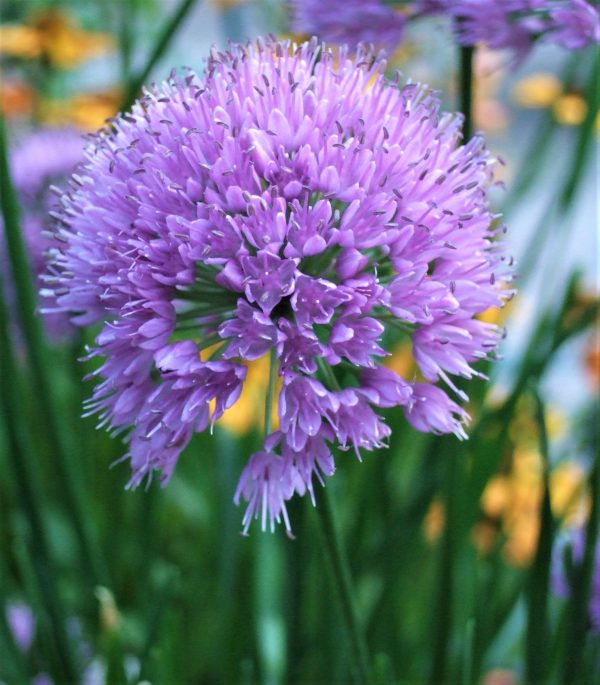 Allium hollandicum 'Millennium'