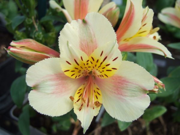 Alstroemeria Little Miss Christina WEB Alstroemeria 'Little Miss Christina'
