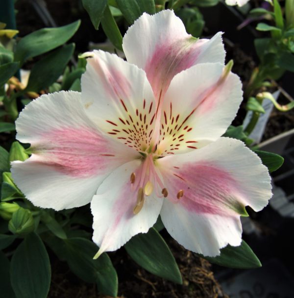 Alstroemeria 'Little Miss Sophie'