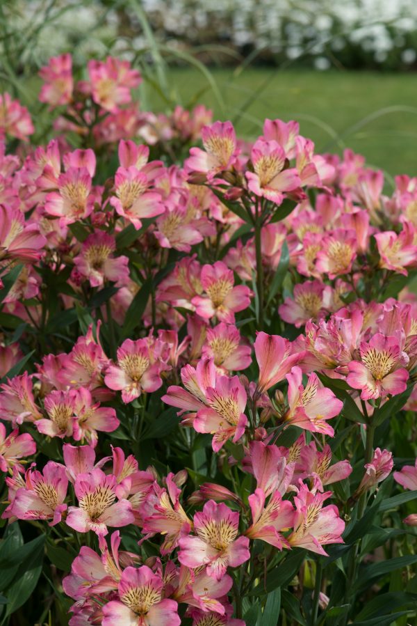 Alstroemeria Summer Break Alstroemeria Summer Paradise Collection 'Summer Break'