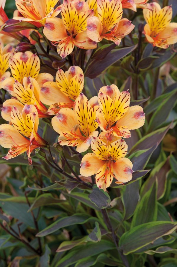 Alstroemeria Summer Breeze Alstroemeria Summer Paradise Collection 'Summer Breeze'
